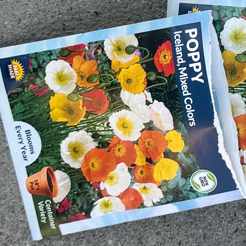 Photo of the plant species Iceland Poppy by @PoetMiro92 named Einstein on Greg, the plant care app