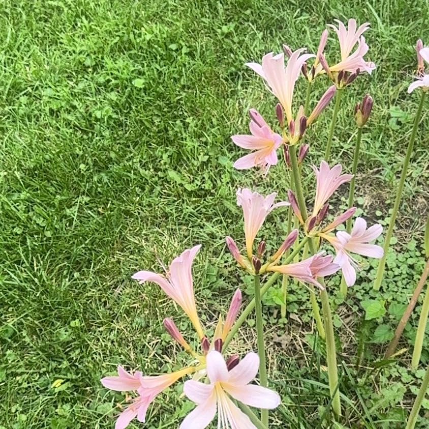 Photo of the plant species Resurrection Lily by @PoetMiro92 named Achilles on Greg, the plant care app