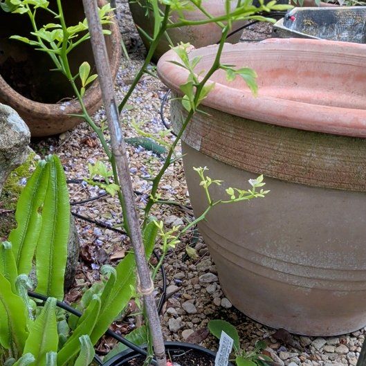 Photo of the plant species Hardy Orange by @FreeCoojong42 named Scarlett on Greg, the plant care app