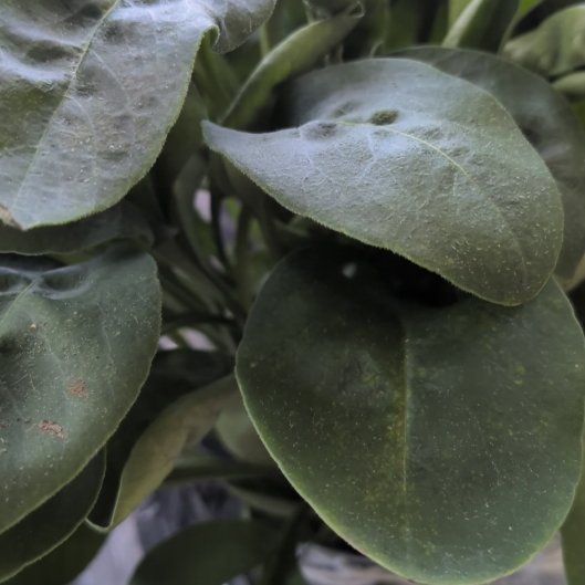 Photo of the plant species Madeira Vine by @ClearRadish13 named Treeyoncé on Greg, the plant care app