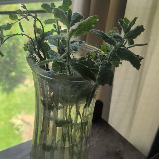 Photo of the plant species Pineapple Mint by @ZestyMaylily48 named Messi on Greg, the plant care app