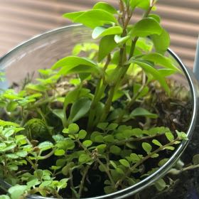 Photo of the plant species Cancer Weed by @RootedGray74 named Lolita on Greg, the plant care app