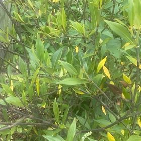 Photo of the plant species Frost Proof Gardenia by @TryLambsear83 named Spike Leaves on Greg, the plant care app
