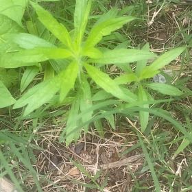 Photo of the plant species Daisy by @TryLambsear83 named Ronaldo on Greg, the plant care app