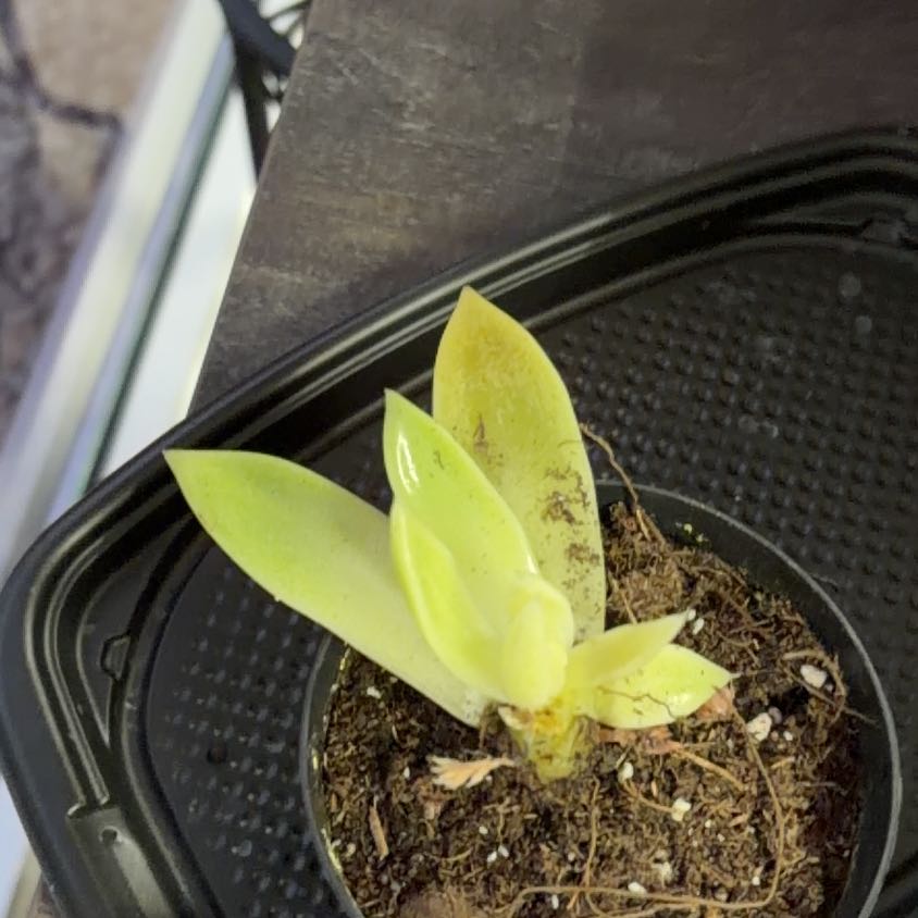 Photo of the plant species Echeveria 'Miranda' by @NeatJellypalm71 named Miranda on Greg, the plant care app