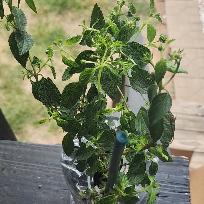 Photo of the plant species Anise-Scented Sage by @ProJuniper45 named Plato on Greg, the plant care app