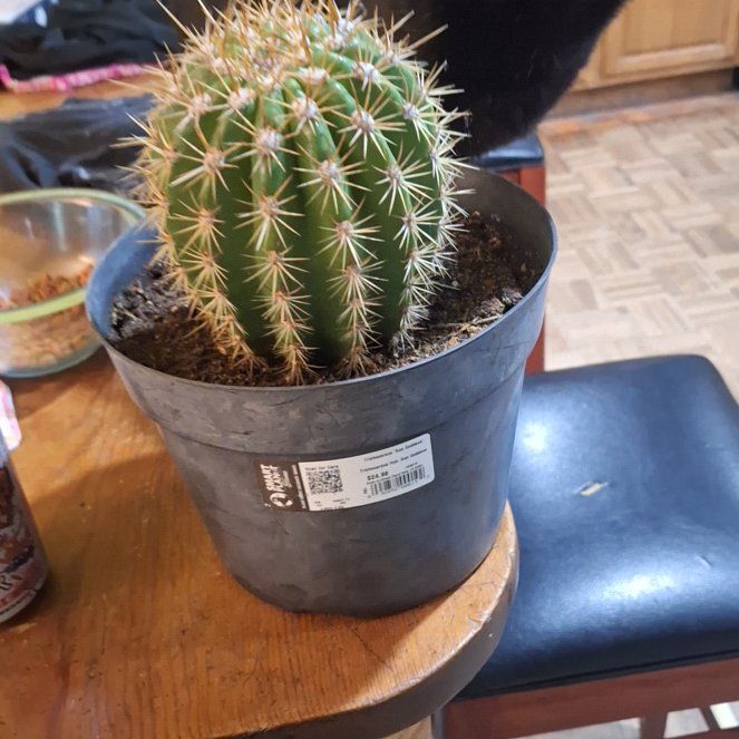 Photo of the plant species Trichocereus 'Sun Goddess' by @TopBluesedge50 named mow mow on Greg, the plant care app