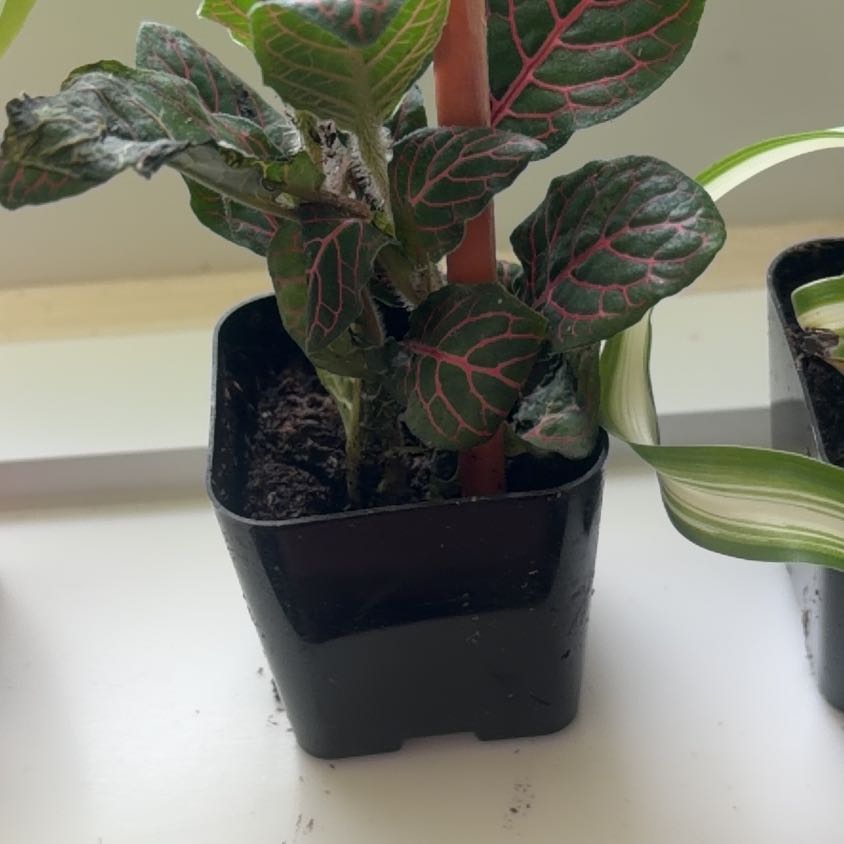 Photo of the plant species Red Vein Fittonia by @JauntyColeus4 named McKinley on Greg, the plant care app