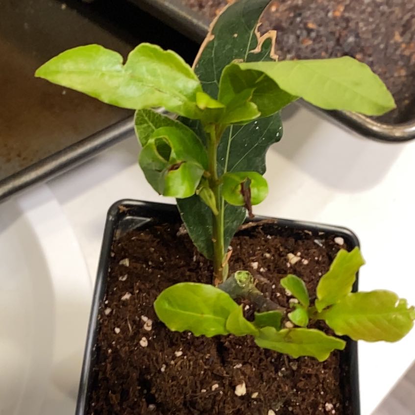 Photo of the plant species Sweet Bay by @MeekLukiwan45 named Dax on Greg, the plant care app