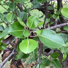 Photo of the plant species Common Pear by @MeekLukiwan45 named Rosa on Greg, the plant care app