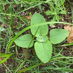 Photo of the plant species Wild Sunflower by @MeekLukiwan45 named Gates on Greg, the plant care app