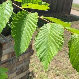 Photo of the plant species American Elm by @MeekLukiwan45 named Kesha on Greg, the plant care app