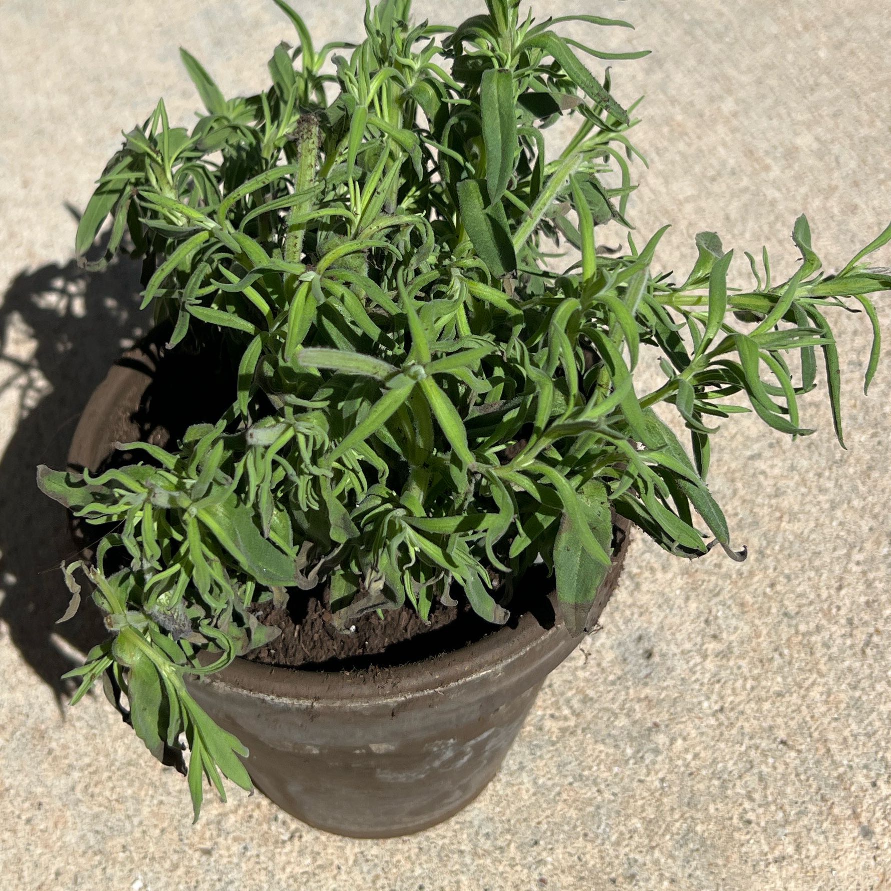 Photo of the plant species Spanish Lavendar by @MatureOmnom80 named Aristotle on Greg, the plant care app