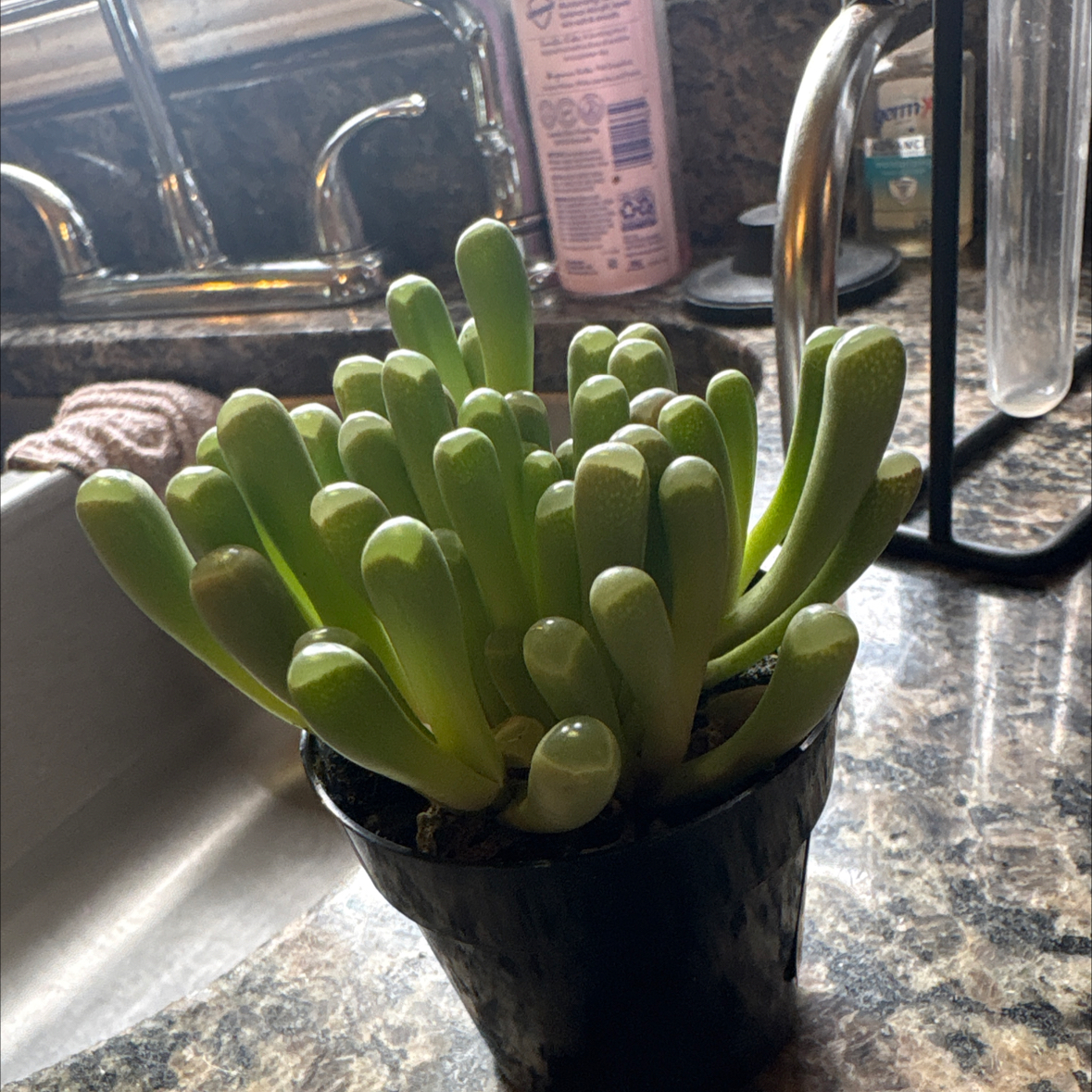 Photo of the plant species Baby Toes by @SupplePhalsa named Nemo on Greg, the plant care app