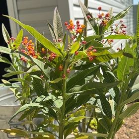 Photo of the plant species Scarlet Milkweed by @WhollyBaibua74 named Bruce Lee on Greg, the plant care app