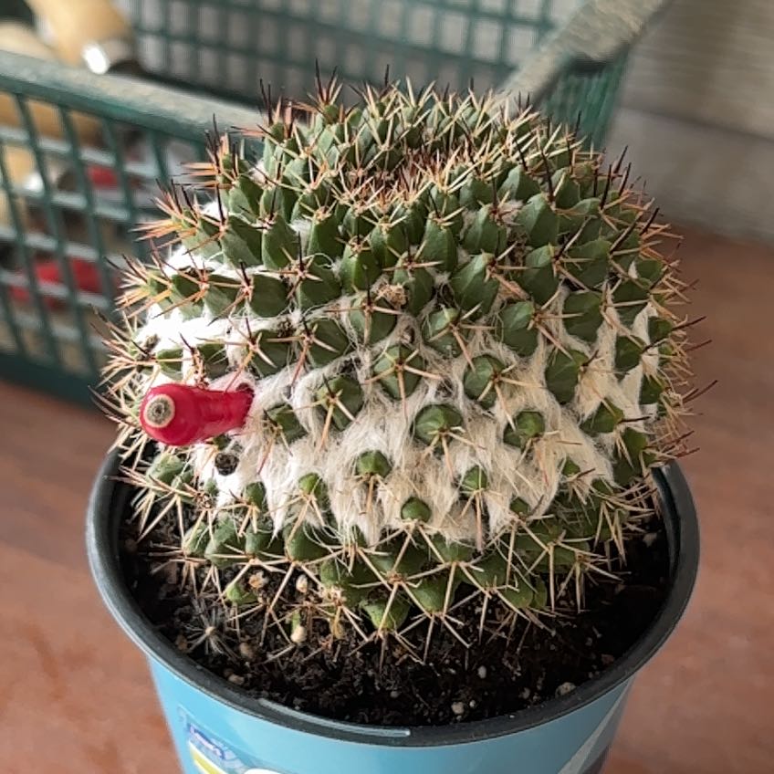 Photo of the plant species Silver Arrows Cactus by @HotCoffeebush55 named Cen on Greg, the plant care app