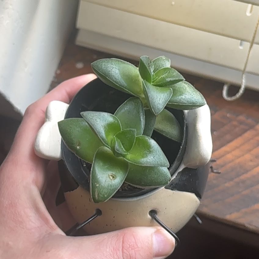 Photo of the plant species Crassula 'Springtime' by @FavoredDeathcap named Duke on Greg, the plant care app