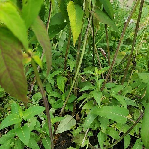 Photo of the plant species Wild Bergamot by @AwakeJicaro4 named Harmony on Greg, the plant care app