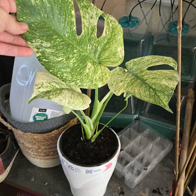 Photo of the plant species Monstera 'White Monster' by @BubblyChilli69 named Naomi on Greg, the plant care app