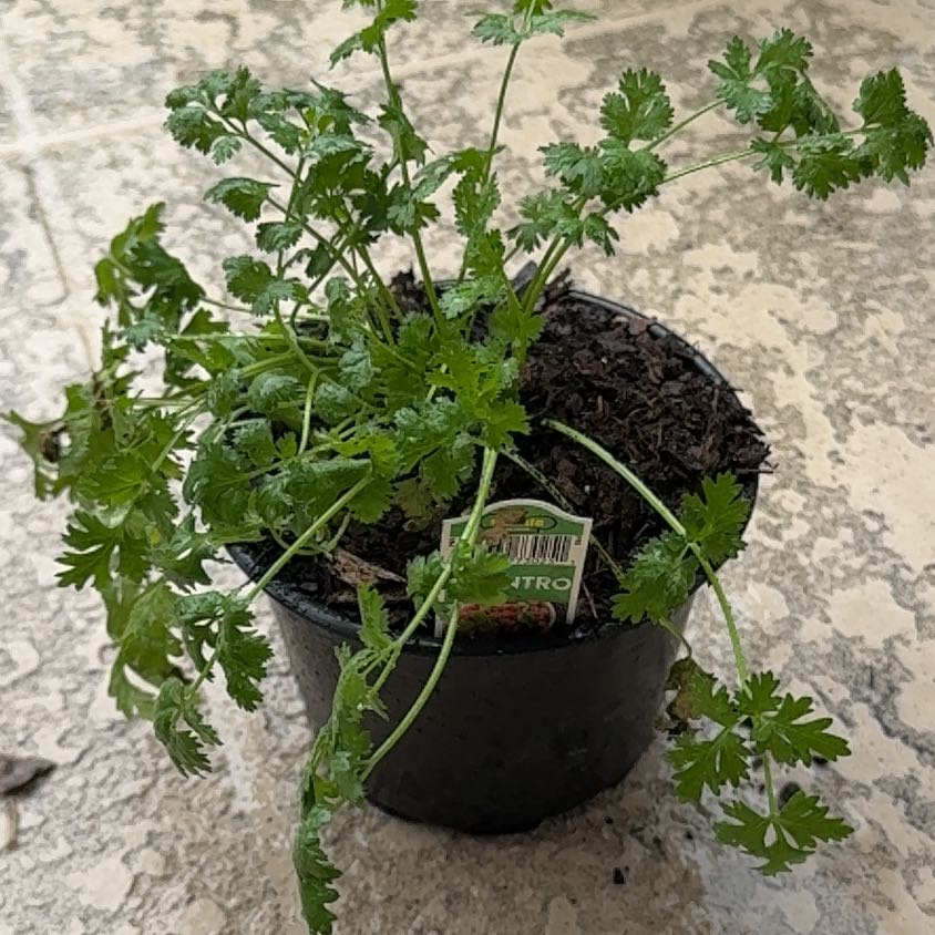 Photo of the plant species Cilantro 'Filtro' by @PoisedZebrina20 named Kardashian on Greg, the plant care app