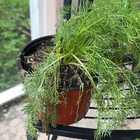 Photo of the plant species Chamomile by @PoisedZebrina20 named Orlando Bloom on Greg, the plant care app