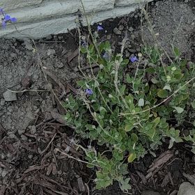 Photo of the plant species Purple Sage by @ZingBaibua20 named Osmo on Greg, the plant care app