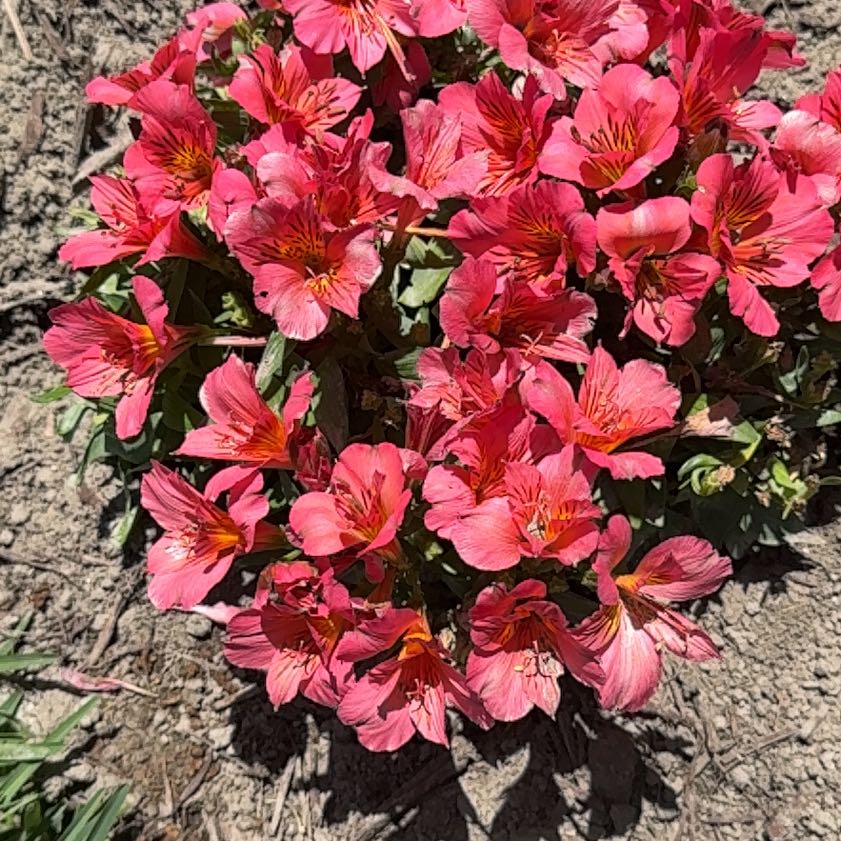 Photo of the plant species Lily of the Incas by @ZingBaibua20 named Peter Parker on Greg, the plant care app