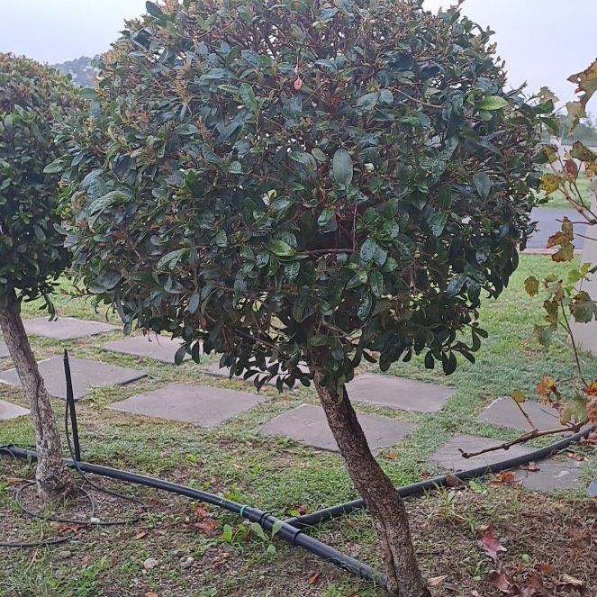 Photo of the plant species Brush Cherry by @WiredTukauki57 named Marley on Greg, the plant care app