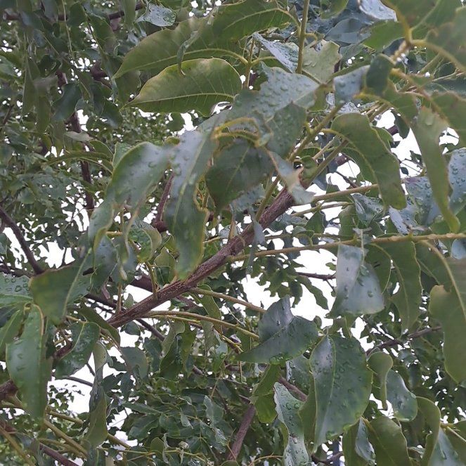 Photo of the plant species Cyprus Turpentine by @WiredTukauki57 named McKinley on Greg, the plant care app