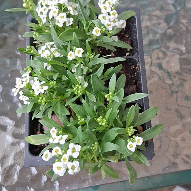 Photo of the plant species Sweet Alyssum by @GemPeanut30 named Aristotle on Greg, the plant care app