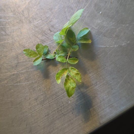 Photo of the plant species Multiflora Rose by @FullNapaea84 named Luna on Greg, the plant care app
