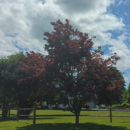 Photo of the plant species Flamboyant Tree by @FullNapaea84 named Mollie on Greg, the plant care app
