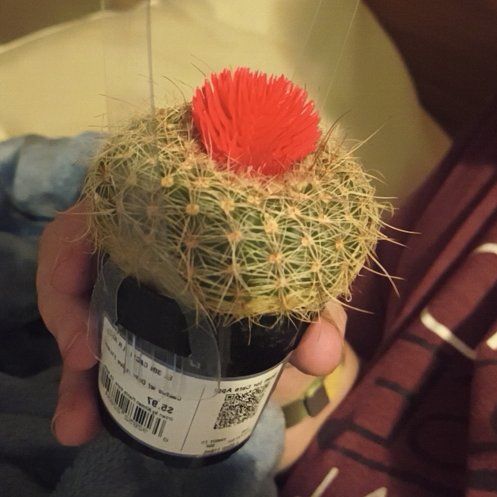 Photo of the plant species Cactus by @HardySalsify68 named Tolkien on Greg, the plant care app