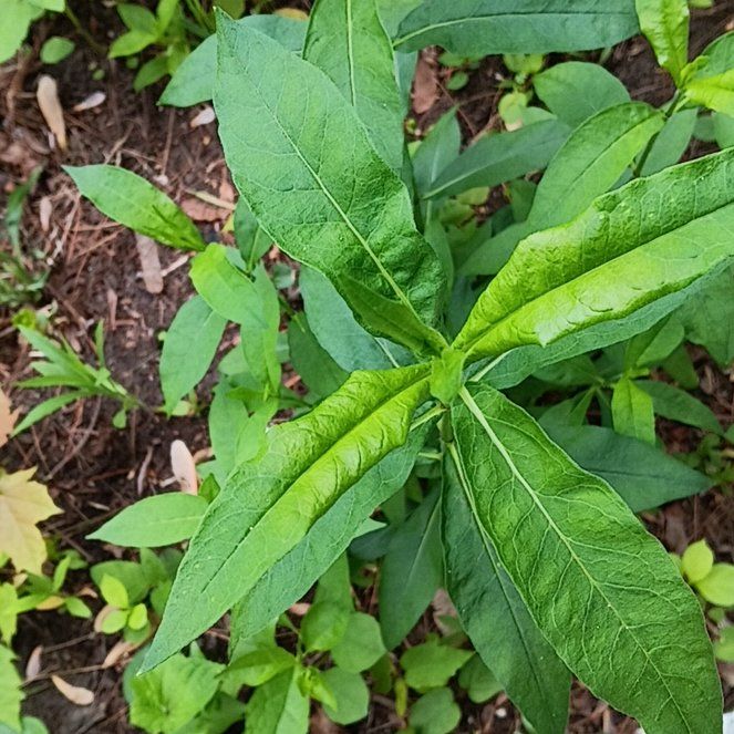 Photo of the plant species Garden Phlox by @PeakGerbera83 named Lebron on Greg, the plant care app