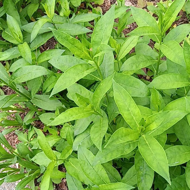 Photo of the plant species Gooseneck Loosestrife by @PeakGerbera83 named Muhammad Ali on Greg, the plant care app