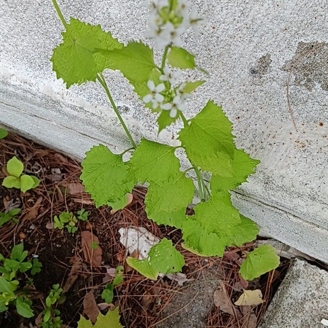 Photo of the plant species Garlic Mustard by @PeakGerbera83 named Bieber on Greg, the plant care app