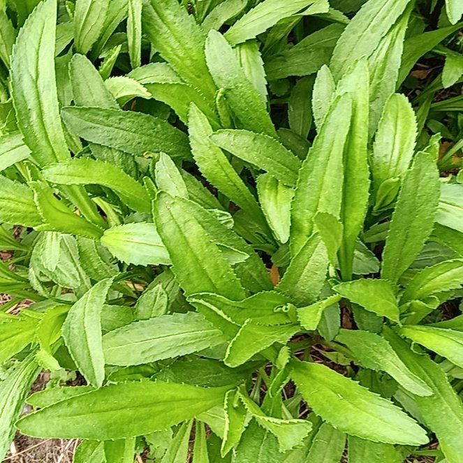 Photo of the plant species Max Chrysanthemum by @PeakGerbera83 named Bodhi on Greg, the plant care app