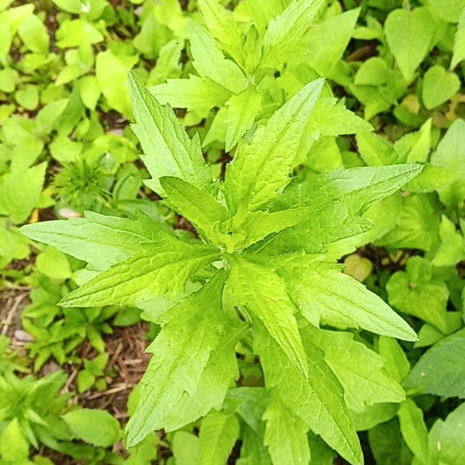 Photo of the plant species Hemp Agrimony by @PeakGerbera83 named Nithin on Greg, the plant care app