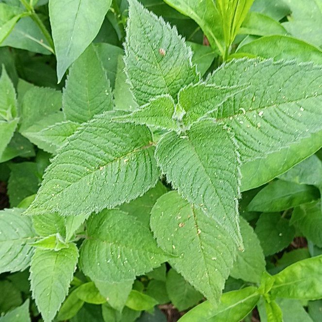 Photo of the plant species Oswego Tea by @PeakGerbera83 named Denali on Greg, the plant care app