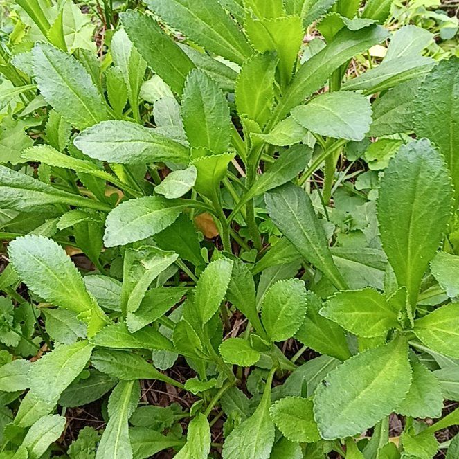 Photo of the plant species Max Chrysanthemum by @PeakGerbera83 named Fernie Saunders on Greg, the plant care app