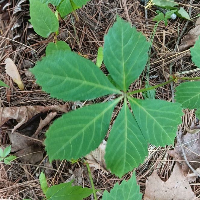 Photo of the plant species Virginia Creeper by @PeakGerbera83 named Sherlock on Greg, the plant care app