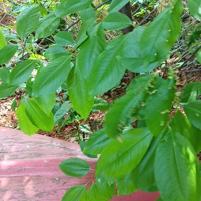 Photo of the plant species Western Chokecherry by @PeakGerbera83 named Curie on Greg, the plant care app