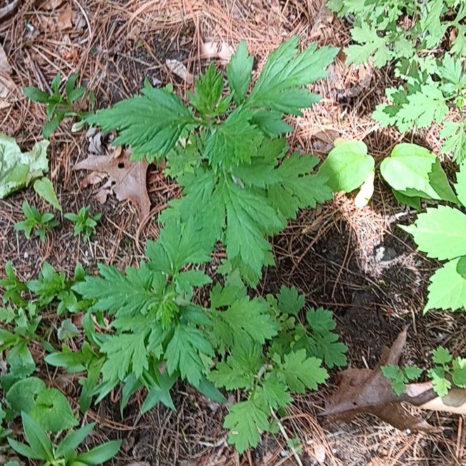 Photo of the plant species Mugwort by @PeakGerbera83 named Terra on Greg, the plant care app