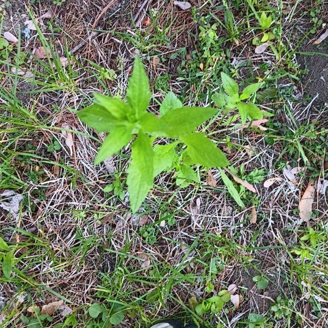 Photo of the plant species Wrinkleleaf Goldenrod by @PeakGerbera83 named Homer on Greg, the plant care app