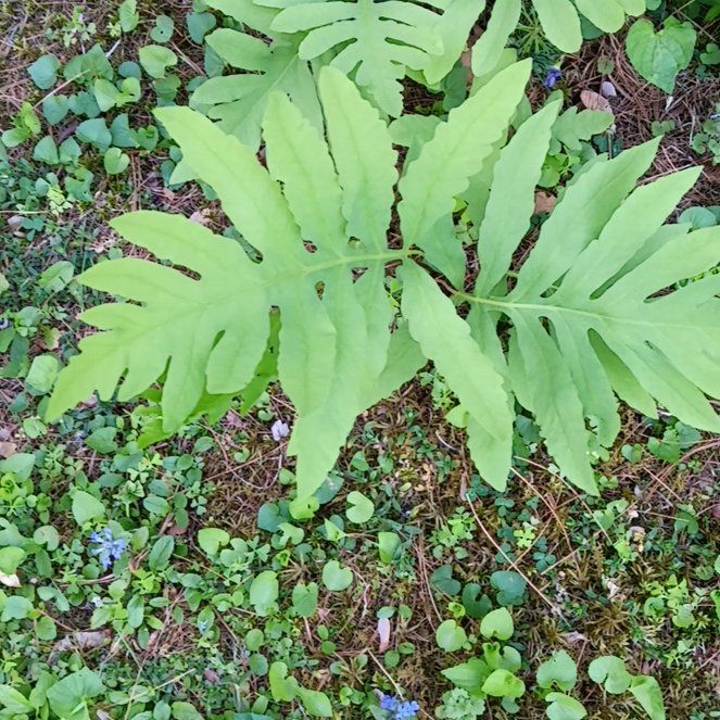 Photo of the plant species Sensitive Fern by @PeakGerbera83 named Beyonce on Greg, the plant care app