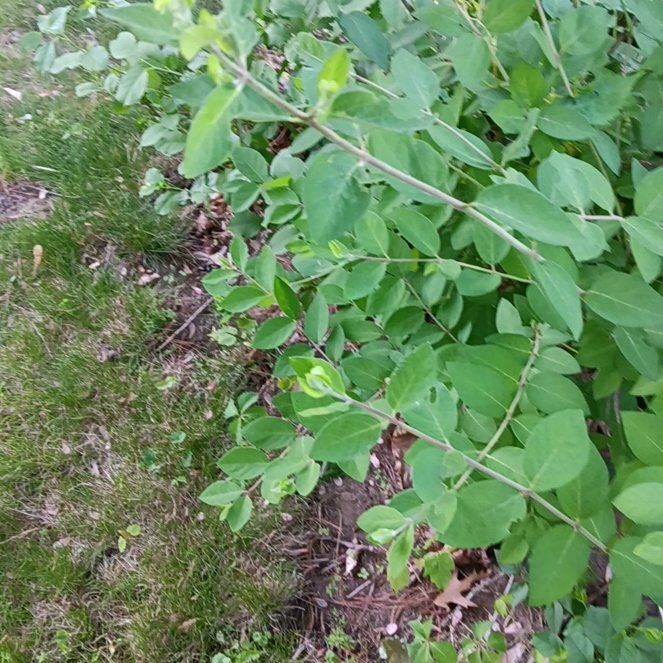 Photo of the plant species Morrow's Honeysuckle by @PeakGerbera83 named Sproutacus on Greg, the plant care app