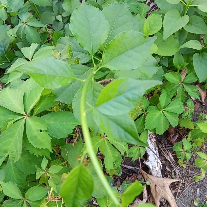 Photo of the plant species Asian Bittersweet by @PeakGerbera83 named Demi on Greg, the plant care app