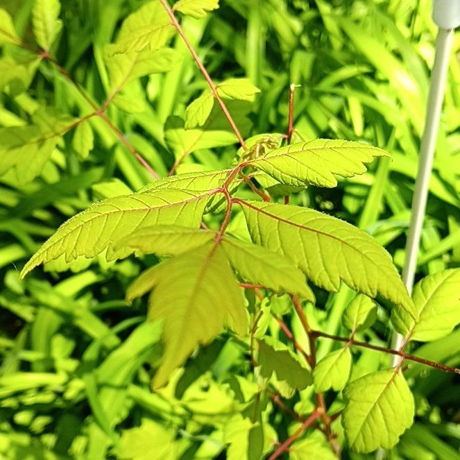 Photo of the plant species China Tree by @PeakGerbera83 named Marley on Greg, the plant care app