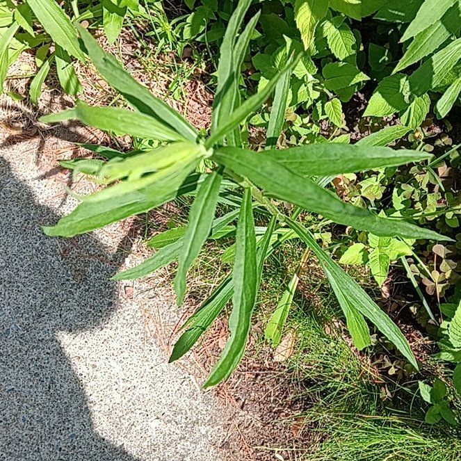 Photo of the plant species Asclepias Incarnata by @PeakGerbera83 named Emerson on Greg, the plant care app