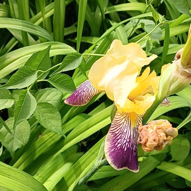 Photo of the plant species Crimean Iris by @PeakGerbera83 named Treeyoncé on Greg, the plant care app